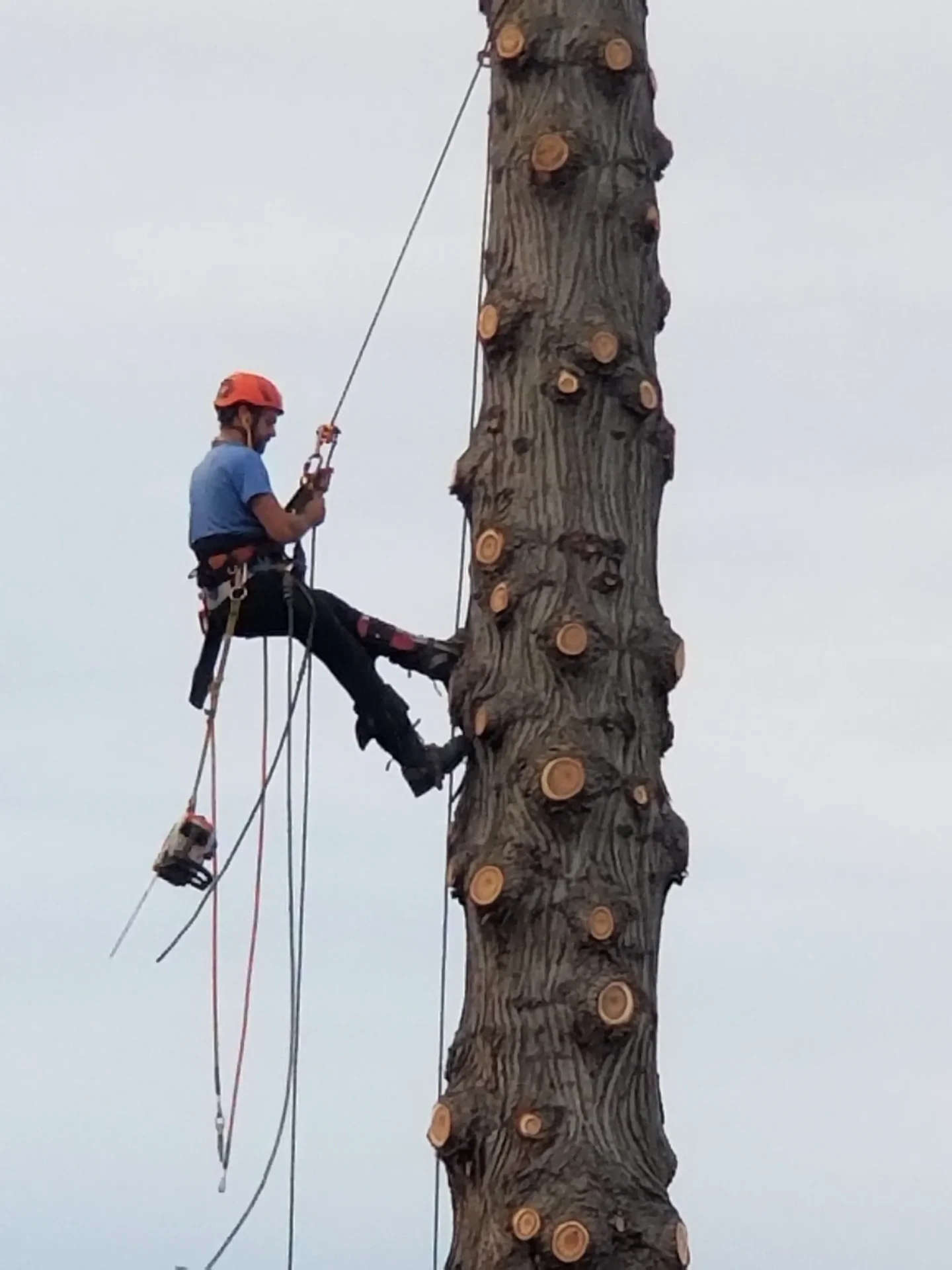 A man is climbing up the side of a tree.