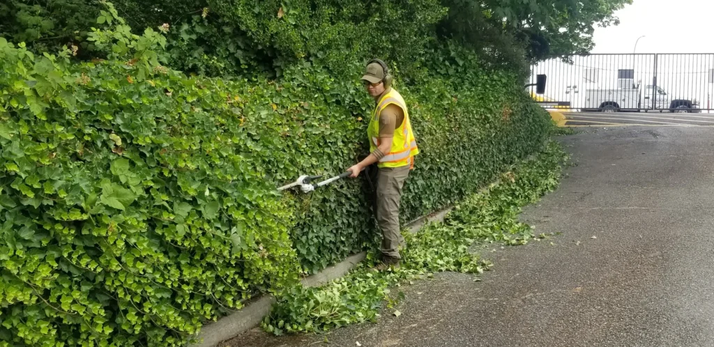 A man in yellow vest trimming hedges with hedge shears.