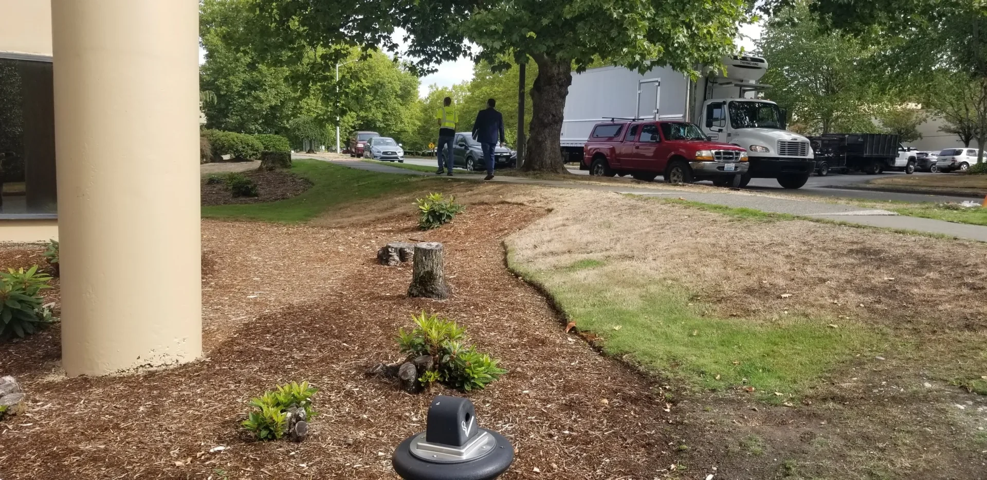 A person walking down the street near some trees.