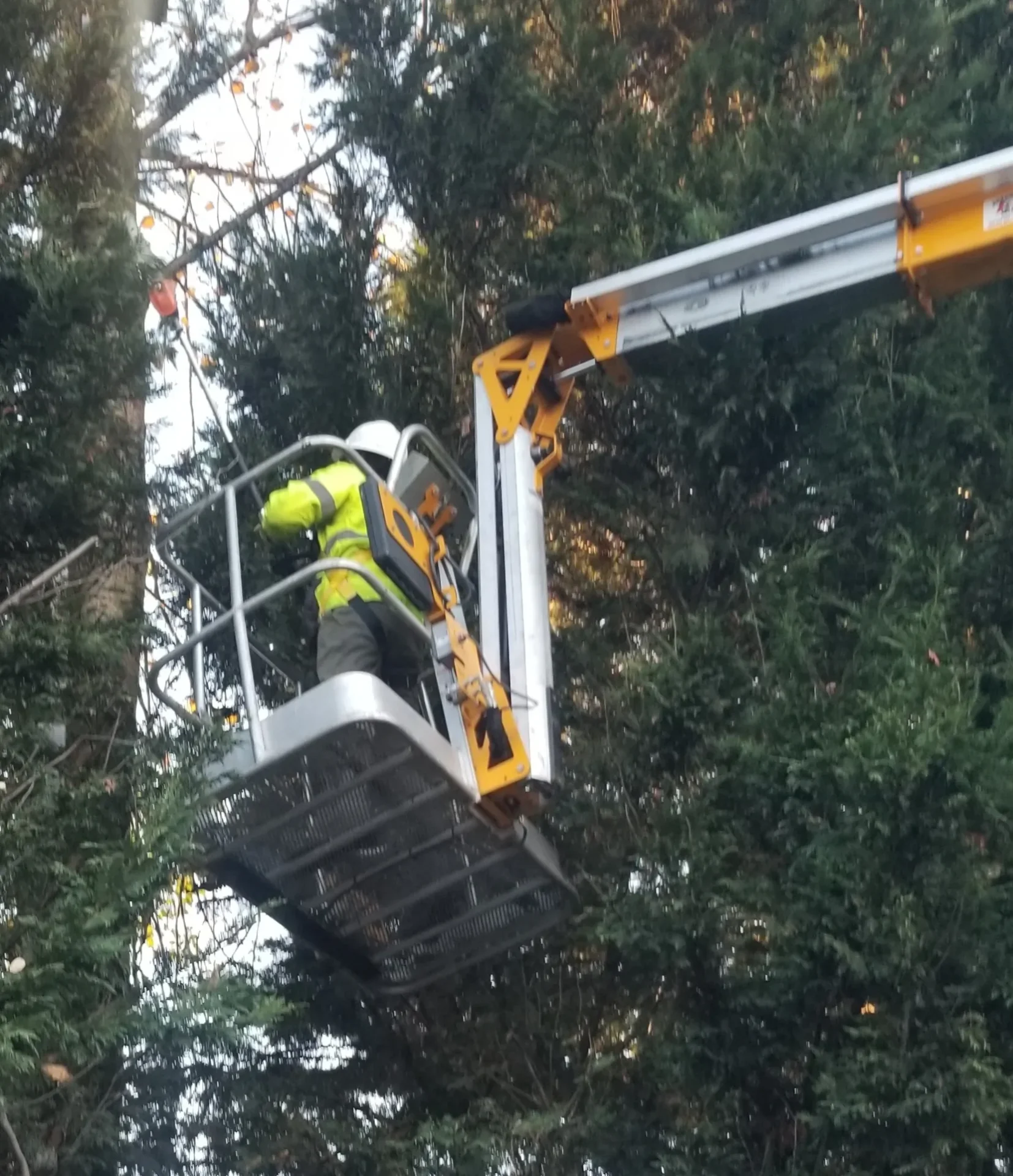 A man in a cherry picker working on trees.