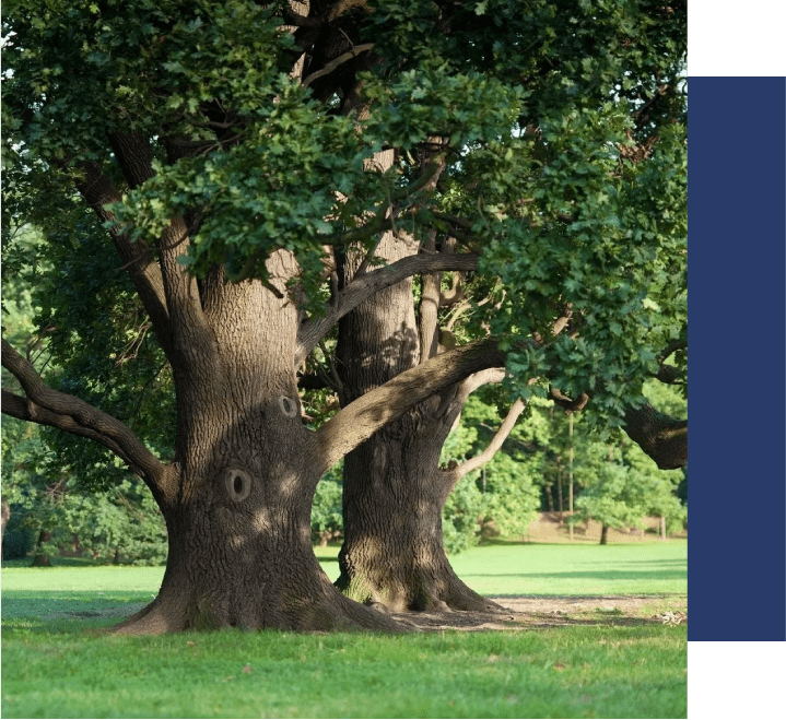 Two trees in a park with grass and bushes.