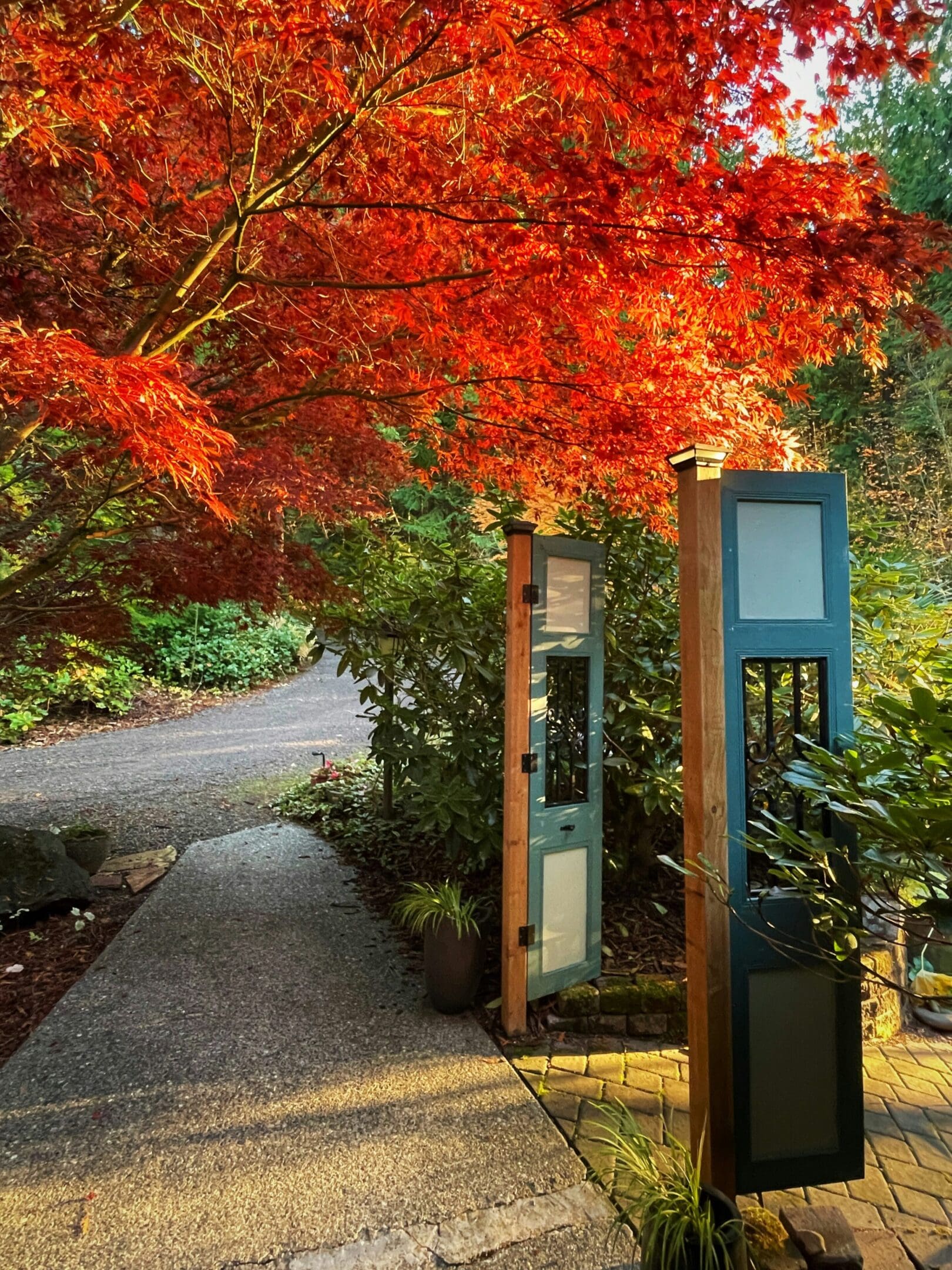 A tree with red leaves is next to a sidewalk.