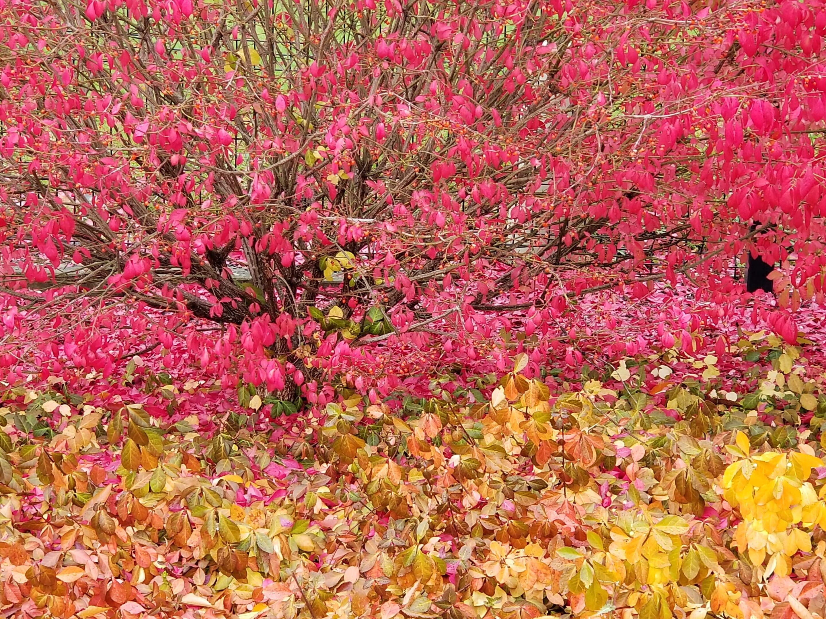 A bush with pink flowers and leaves in the foreground.
