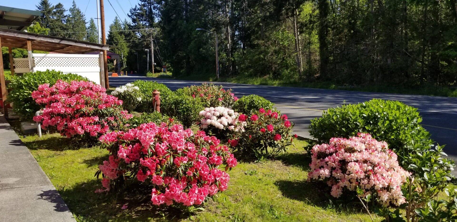 A bunch of flowers that are in the grass.