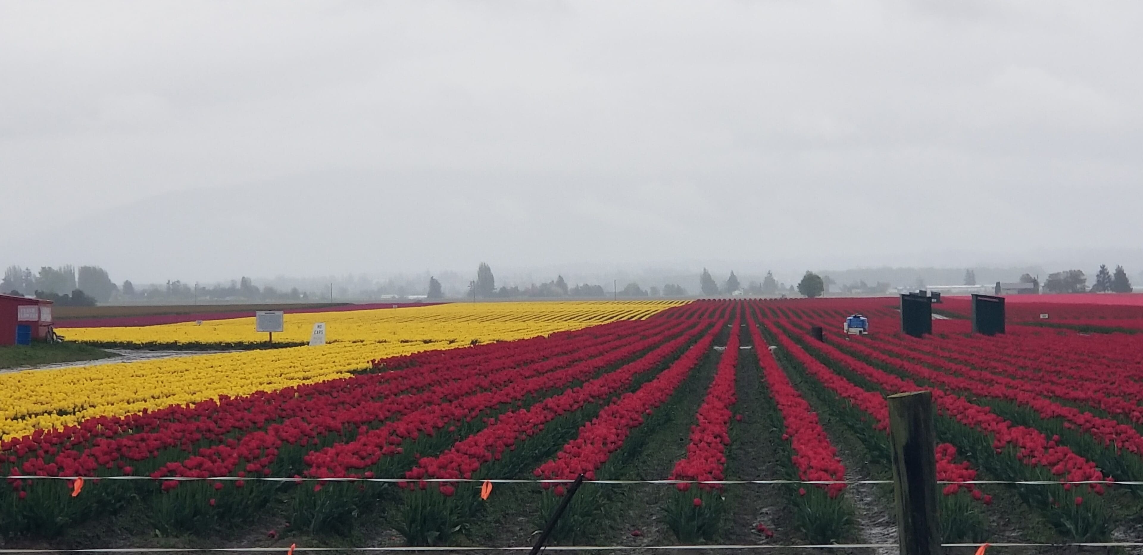A field of flowers with red and yellow tulips.