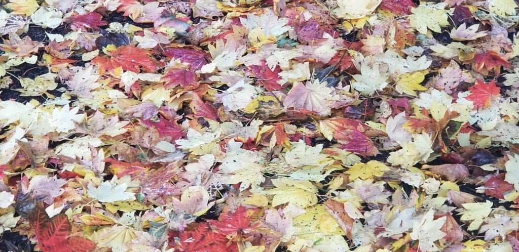 A pile of leaves that are on the ground.