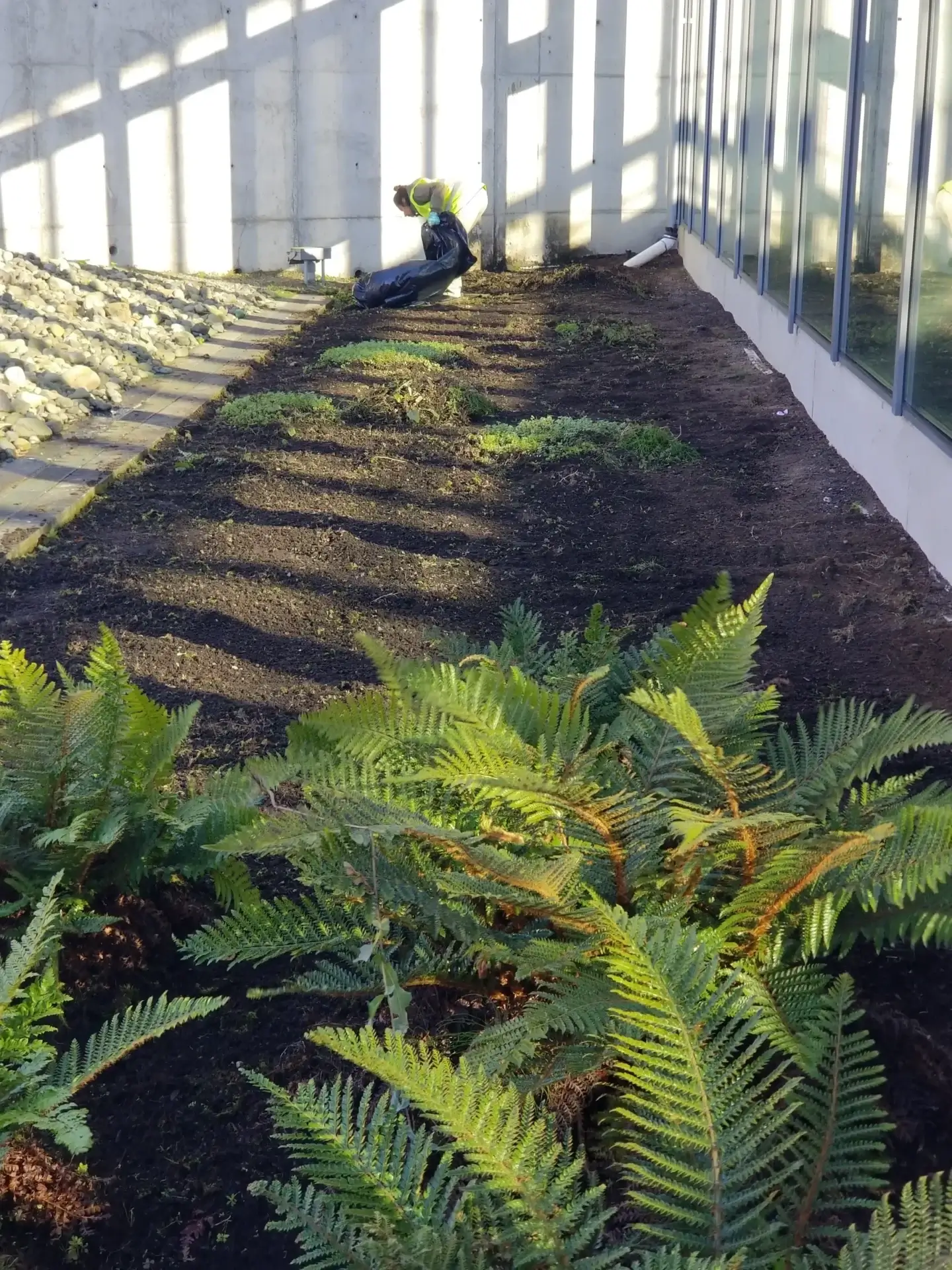 A garden bed with plants growing in it.